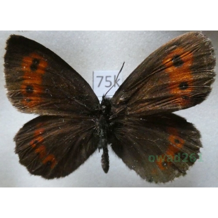 Erebia ligea (Linnaeus, 1758) male Górówka boruta Italy75k